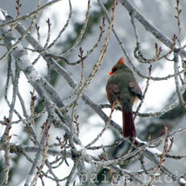 Four Birds in Cherry Tree Note Cards