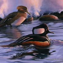 "Amaranthine" - Hooded Mergansers Acrylic Painting
