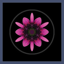 Purple Dahlia I