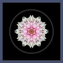 White and Pink Dahlia I