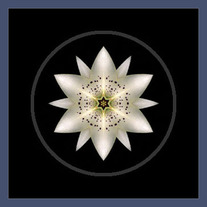 White Lily I