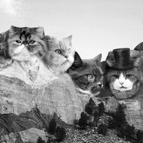 Meowmore Mens Tee