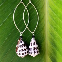 Hawaiian Cone Shell