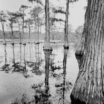 Georgia Swamp, Large Format