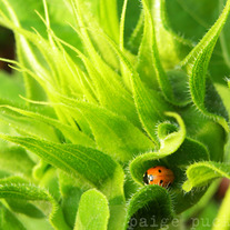 Ladybug on a Sunflower 8x10 Photograph