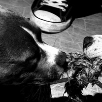 Pitt Bull Skateboard