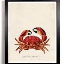 Image of The Big Red Crab Vintage Giclee series 8 x 10