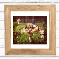 Mushroom Dreams - Luster Photo Print 5x4