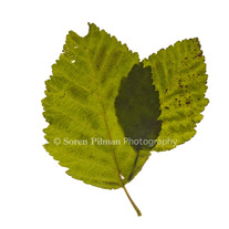C_20_20fall_20leaves8x10_medium