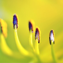 Yellow_20flower_20small_medium
