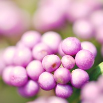 Berries_20small_medium