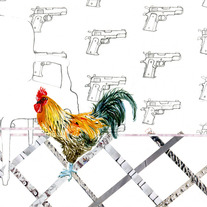 Rooster_medium