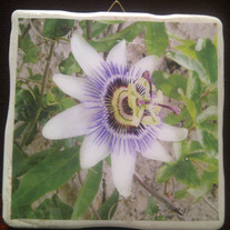 France - Southern Flower