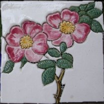 Wild Roses