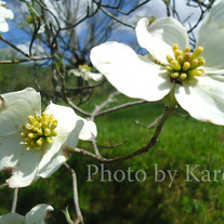 Dogwoods_20end_medium