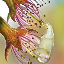 Carynesplin-fallencherryblossom-drop-463x700_medium