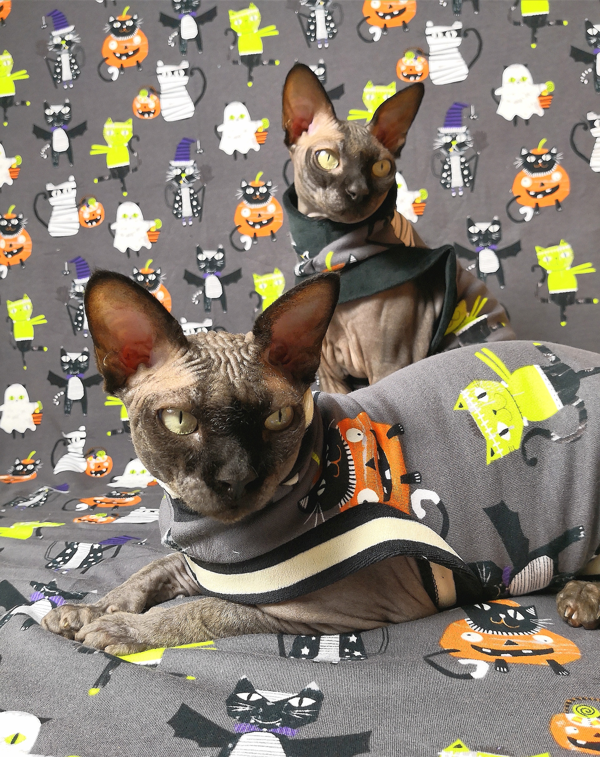 Of Course My Cats Wear Costumes! Glowinthedark! · Sphynx Swag