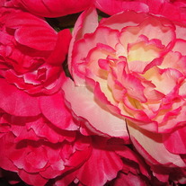 Dsc09911_medium