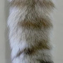 Lynx-bobcat-tail-nmk-d_medium