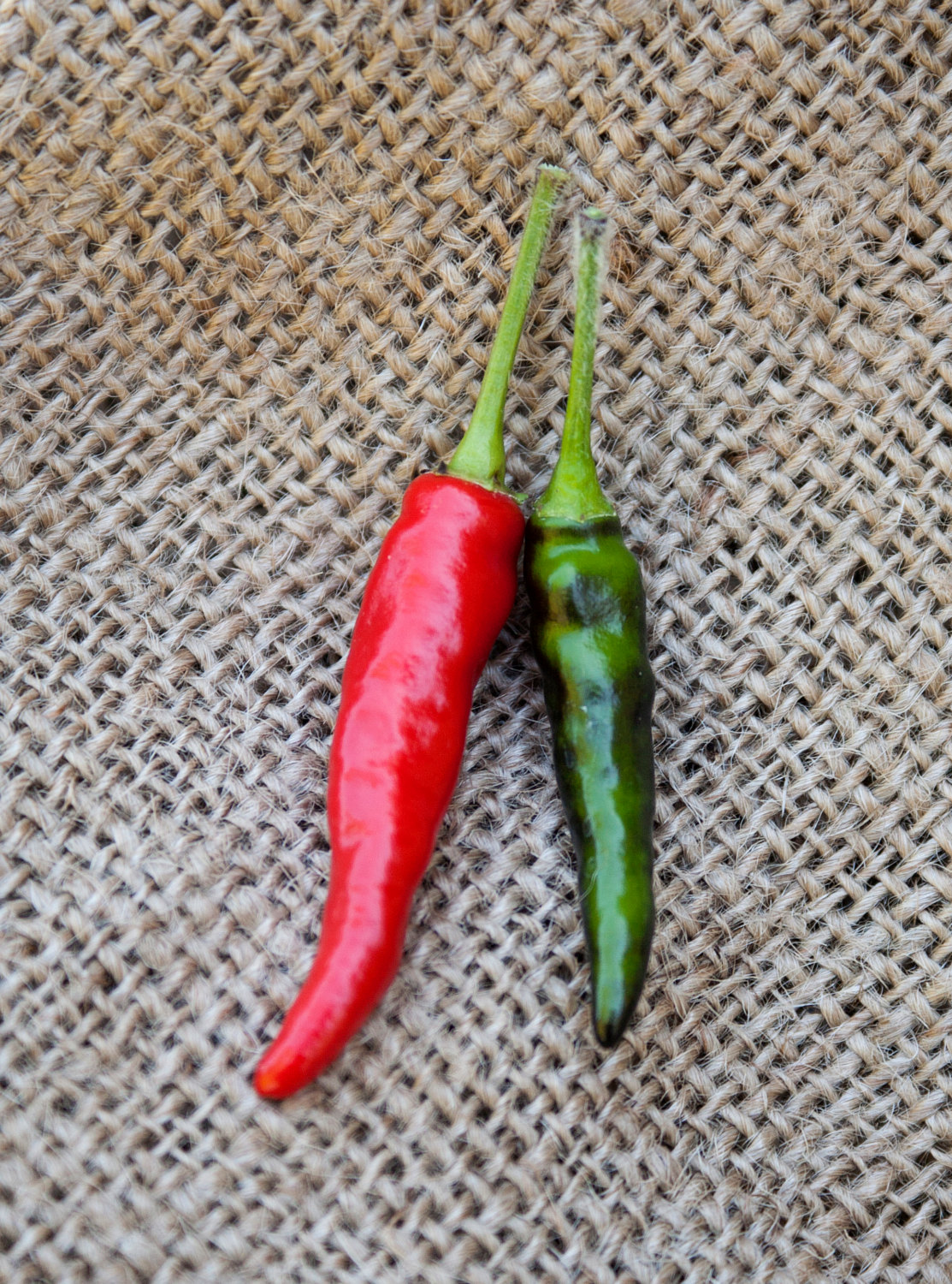 Goats Weed Chile Heirloom Pepper Premium Seed Packet · Sherwood's Seeds · Online Store Powered