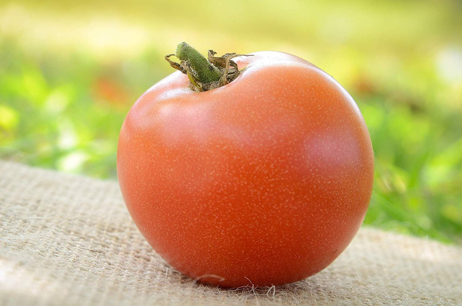 Moskvich Russian Heirloom Tomato Premium Seed Packet · Sherwood's Seeds