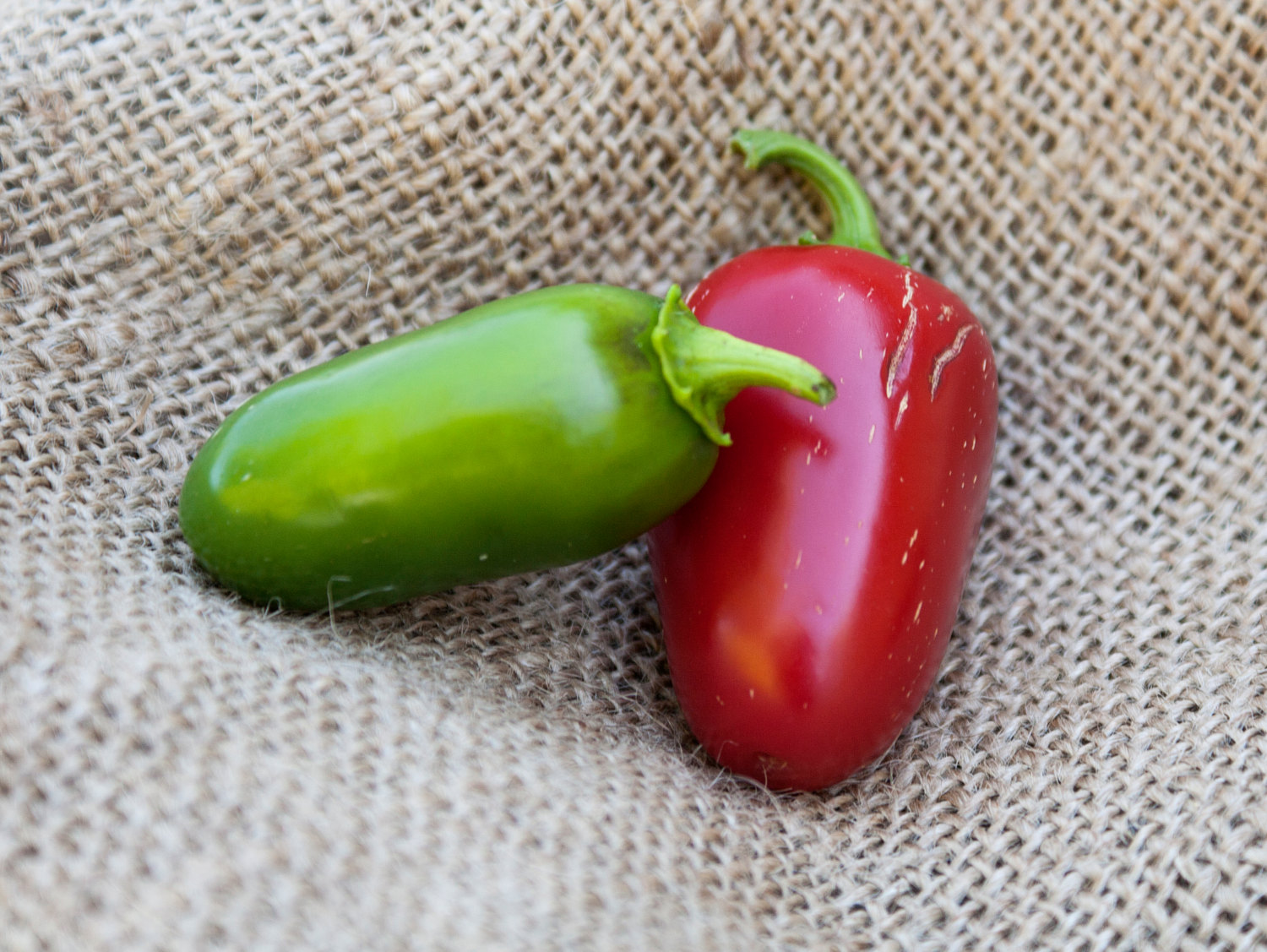 Huge Jalmundo Jalapeno Pepper Premium Seed Packet Perfect for poppers