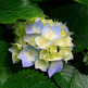 Hydrangeas_small