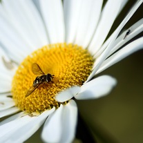 8x10bee1_medium