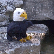 Finger_20eagle_203_medium