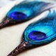 Peacock_1