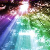 Rainbowforest001