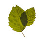 Fall_leaves