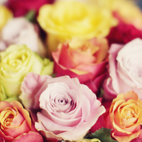 Roses-1