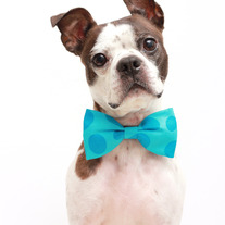 Blue_dr._seuss_dog_bog_tie