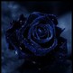 Blue-rose