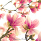Cherry_blossoms